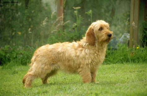 basset fauve de bretagne dog breed pictures information temperament characteristics