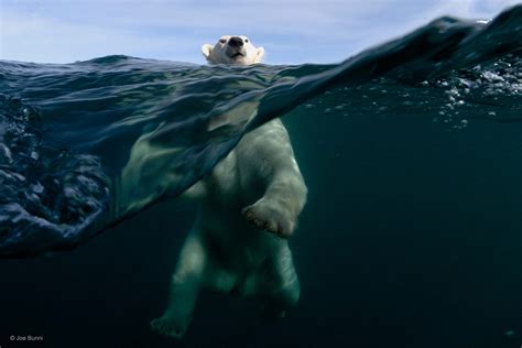 Polar Power Joe Bunni Behaviour Mammals Wildlife Photographer Of