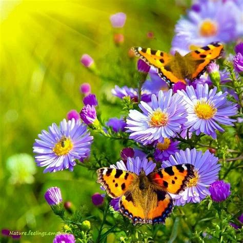 Brown and black butterfly flying above beautiful flowers. Beautiful | Butterfly garden, Flower pictures, Butterfly ...