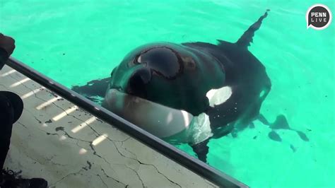 Killer Whale Learns To Talk Says Hello And Bye Bye Youtube