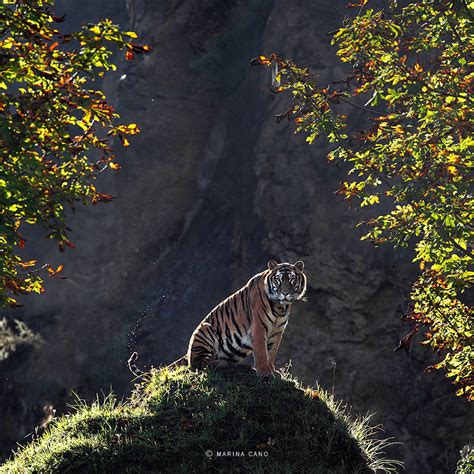 The Majestic Beauty Of Wild Animals Captured By Marina Cano
