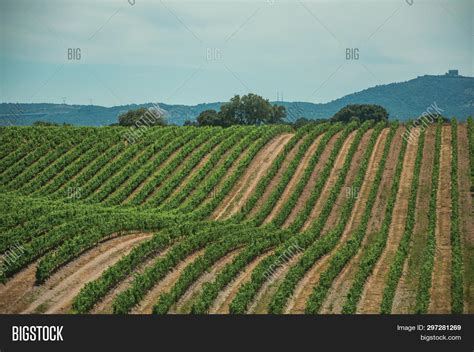 Landscape Many Vines Image And Photo Free Trial Bigstock