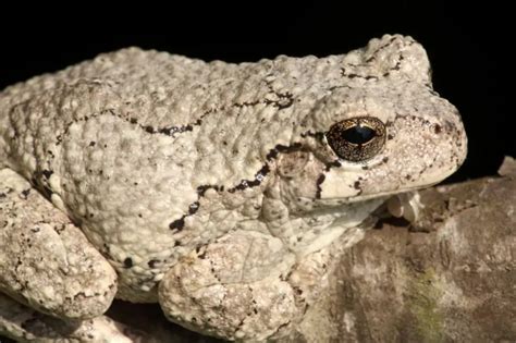 Tree Frog Facts Gray Tree Frog Frog Habitat Water Life Frog And