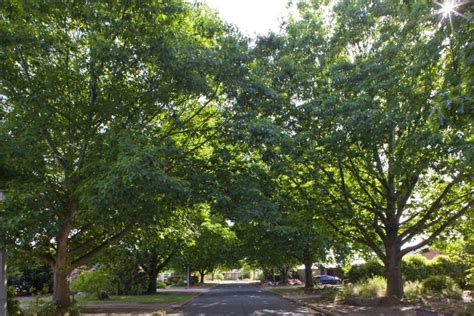 The Many Types Of Oak Trees In Australia Mast Producing Trees