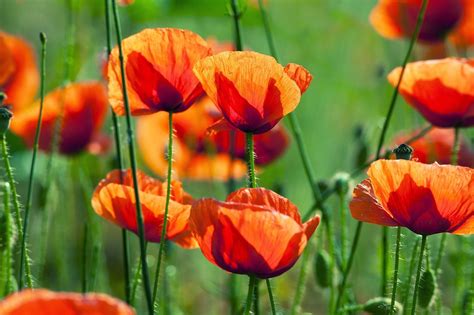 Poppy Hd Wallpaper Background Image 2000x1331