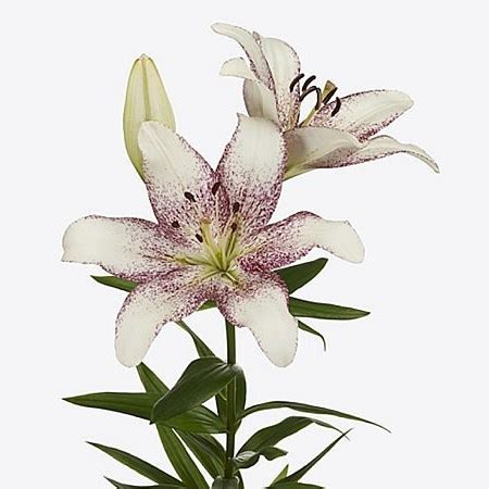 LILY LA SPOTIFY WHITE 90cm Wholesale Dutch Flowers Florist Supplies UK