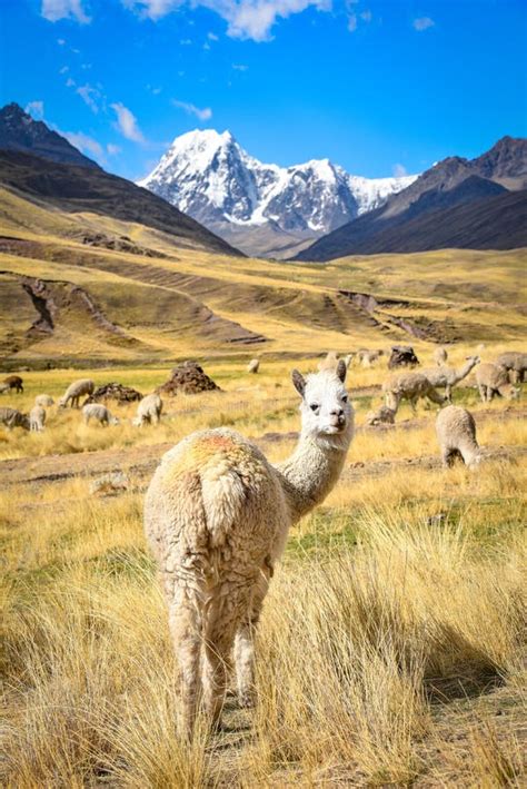 An Alpaca In The Chillca Valley Ausangate Cusco Peru Stock Image