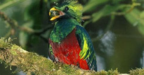 Quetzal National Geographic En Español
