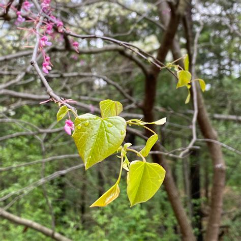 Eastern Redbud Amazing Magenta Flowers Vics Tree Service