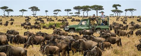 The Great Wildebeest Migration In Kenya And Tanzania Kenya Safaris