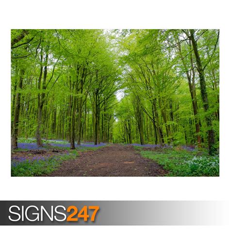 Forest Green Trees Spring Ae014 Nature Poster Poster Print Art A0
