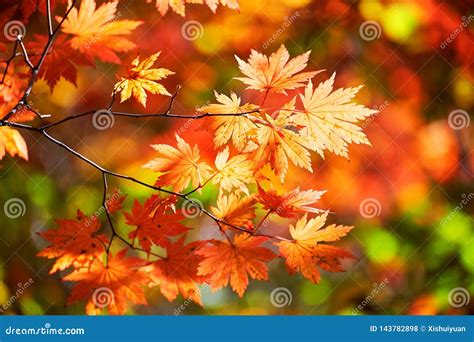 The Red Autumn Maple Leaves Scenery Stock Photo Image Of Leaves