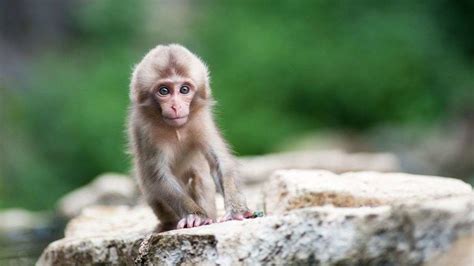 Baby Monkey Hd Wallpaper A Funn And Cute Baby 4k Photos