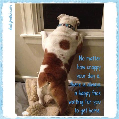 Chicago french bulldog rescue has not and will not fail them. Chicago English Bulldog Rescue, Inc.... - Chicago English ...