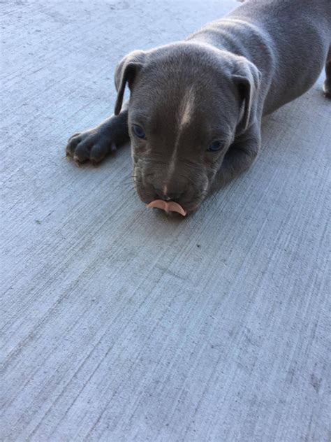 Dog training simplified · modern and ethical · beginner & advanced American Pit Bull Terrier Puppies For Sale | Las Vegas, NV ...