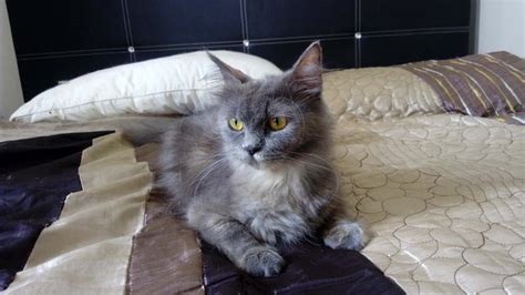 Russian blues or the archangel cats are the medium sized short but dense haired coat cat breed that according to most of the cat books proved to be originated in a small city in russia situated along the banks of river near white. Russian Blue + Domestic Long Hair Cat Adopted - 6 Years ...