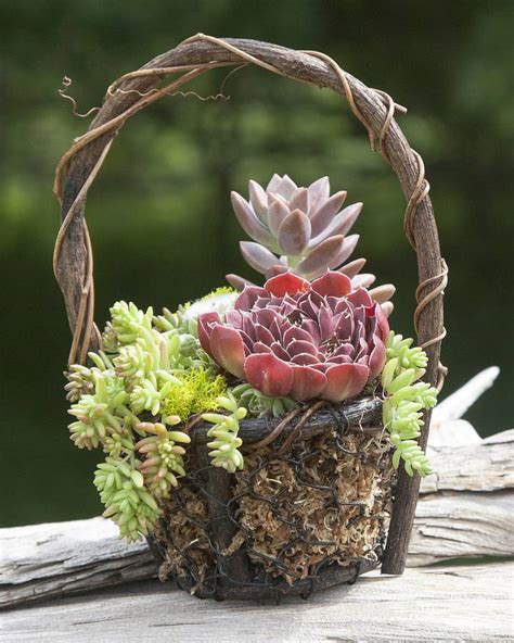 There's nothing better than waking up in the morning and enjoying a warm cup of coffee while watching the sun rise over the treetops. Photos of Succulents | Types of Succulent Plants