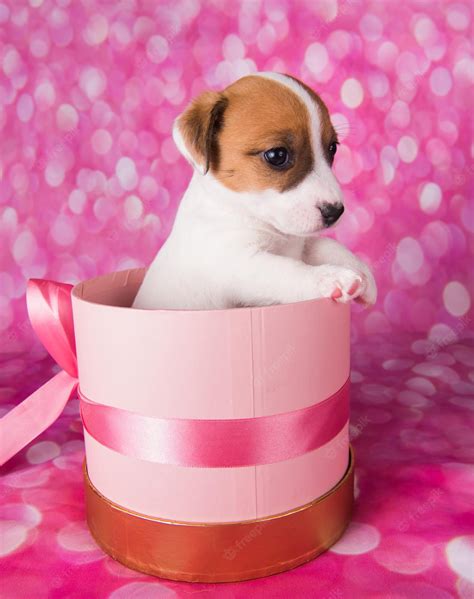 Pink Cute Dog Wallpapers Wallpaper Cave
