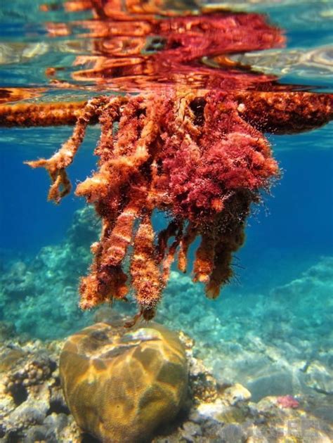 Red Algae ~ Everything You Need To Know With Photos Videos