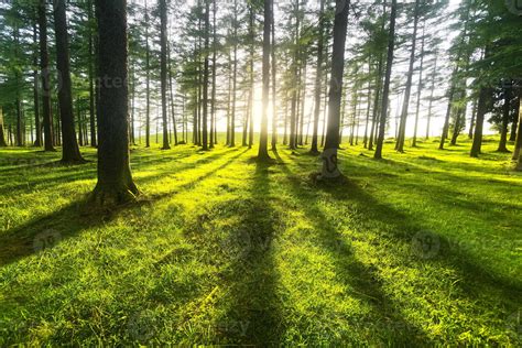Sunny Forest 1318497 Stock Photo At Vecteezy