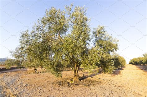 Olive Tree Grove Featuring Olive Oil And Grove High Quality Food