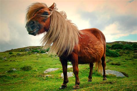 Shetland Pony Photograph by John McKinlay