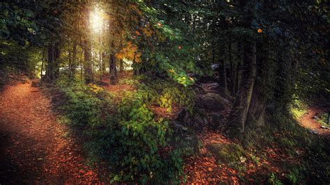 Download Wallpaper 1366x768 Trees Leaves Forest Autumn Path Hd