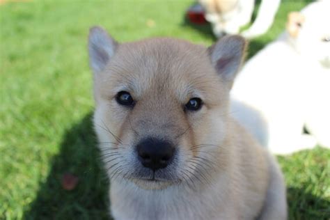 Hokkaido Puppies Week 6 — Toboetsuki