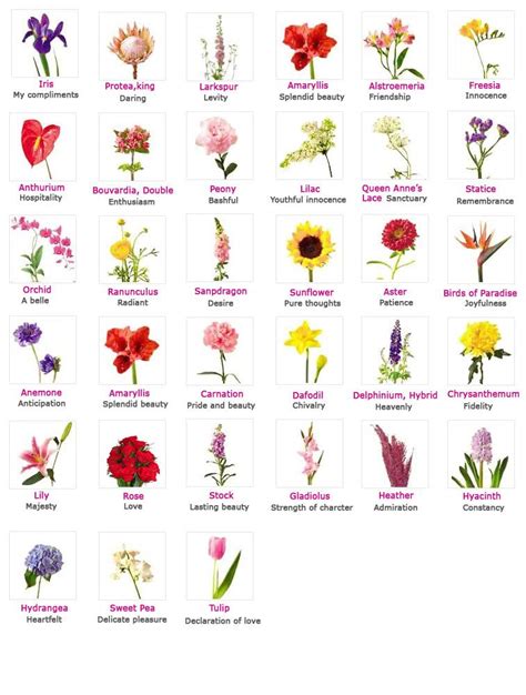 flowers their meanings and which ones not to give your valentine flower names flower