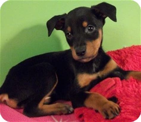 The ears probably will not stand and the dog has a long curved tail. Doberman Shepherd (Doberman Pinscher-German Shepherd Mix) Info, Temperament, Puppies and Pictures