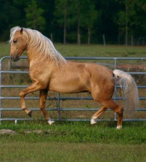 Palomino Lusitano Stallion Cowgirl Dreamsbarns And Horses Pin