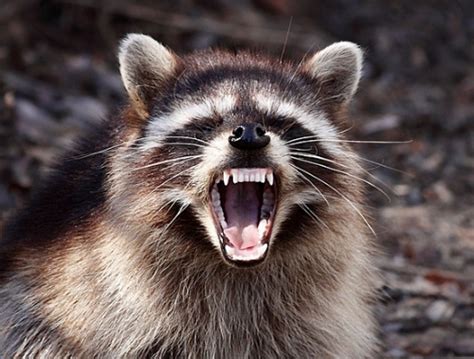 European Raccoons Could Spread Rabies And Other Diseases