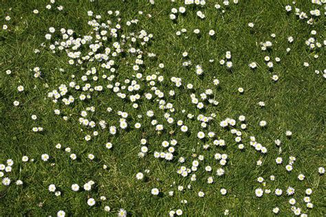 Grass0100 Free Background Texture Grass Short Daisies Daisy Flowers Green White Seamless