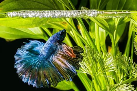 The need to do water changes. Aquascaping Your Aquarium: Complete Guide To Planted ...