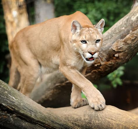 11 Curiosidades Sobre Los Pumas Mis Animales