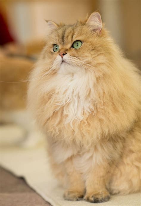 20 Of The Fluffiest Cats In The World Bored Panda