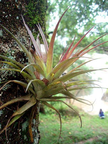 Bromeliad Growing On Tree