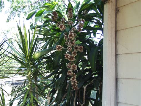 She was also sometimes pictured with her daughter persephone. Flowers on the Happy Plant/Money Tree | Who'd of thought ...