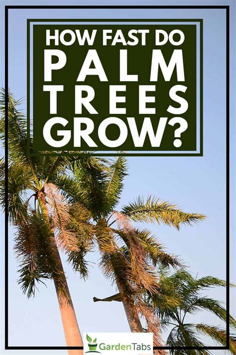 How Fast Do Palm Trees Grow In Florida Growth Rates Explained