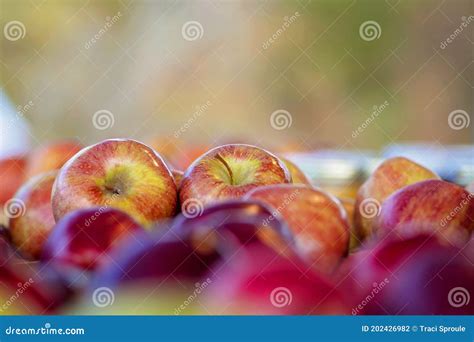 Close Up Detail Of Freshly Picked Gala Apples Stock Photo Image Of