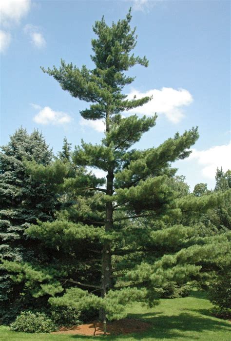 3 Primary Types Of Pine Trees In Connecticut Progardentips