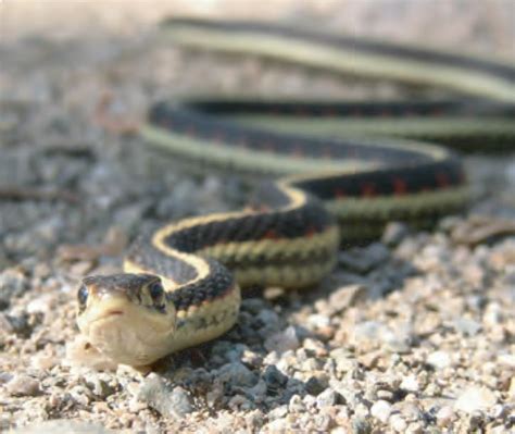 Animal Facts Common Garter Snake Canadian Geographic