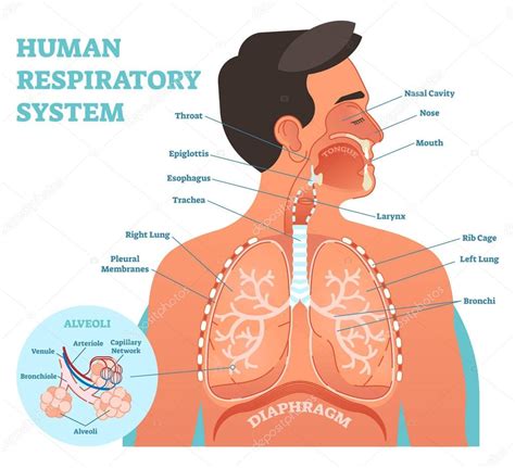Sistema Respiratorio Humano ilustración del vector anatómico educación médica diagrama de