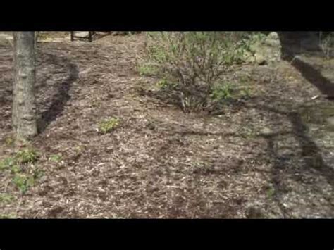 What Not To Do Deer Resistant Plants From Chris Orser Landscape Youtube