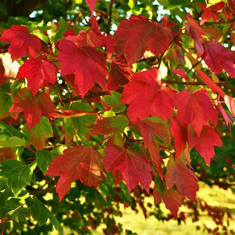 October Glory Red Maple Trees For Sale