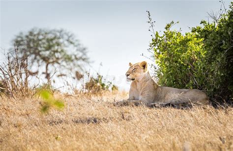 African Lioness In Kenya Stock Photo Image Of Ears 152464560