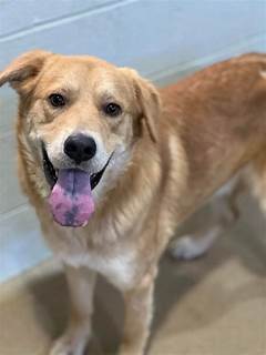 Pet Adoption Success Craigslist Pets Lansing S Triumphant Journeys