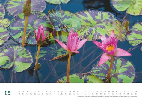 Seerosen 2024 Bildkalender 42x297 Cm Blumenkalender Im Querformat