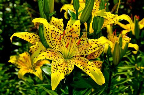 Free Tiger Lily Flower Images Pixabay