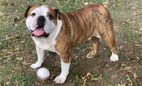 The lone star bulldog club created a rescue organization called the lone star bulldog rescue specifically to address the needs of surrendered bulldogs. Bulldog Profiles - Page 2 - Lone Star Bulldog Club Rescue